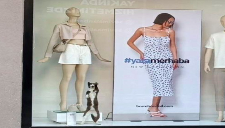 Kıyafet mağazasında mahsur kalan kedi camı tırmalayarak yardım istedi