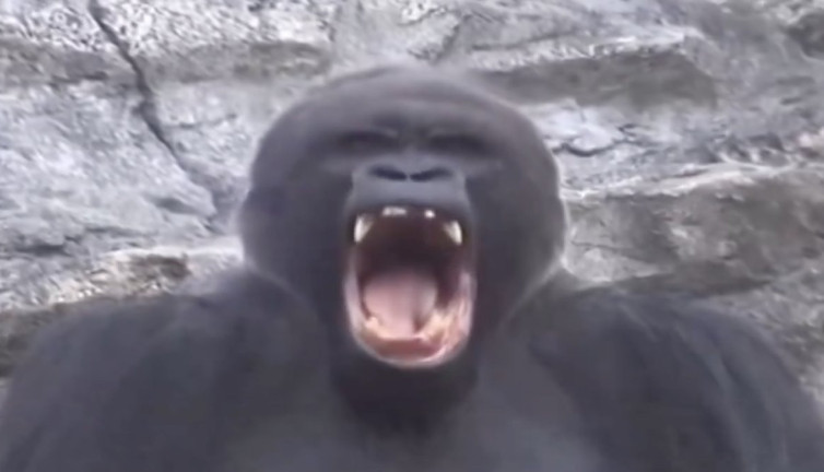 Hayvanlar nasıl esner? Videoyu izlerken siz de esneyeceksiniz