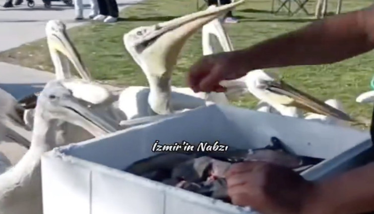 İzmir'de bir kişi artan balıkları pelikanlara dağıttı