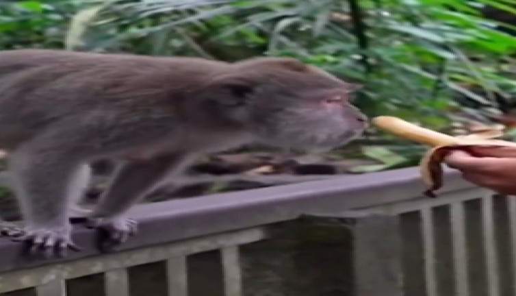 Babun ona ikram edilen muzu beğenmeyip yere attı