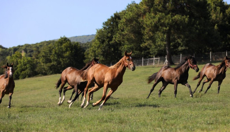 TİGEM'in 2024 yılı safkan Arap tayı satış tarihleri belli oldu