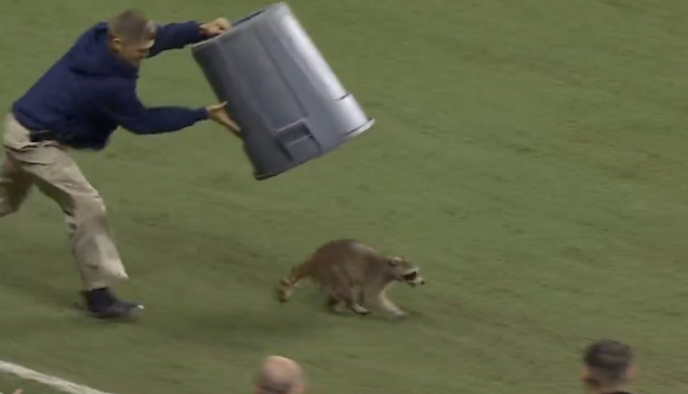 Sahaya giren rakun ortalığı birbirine kattı