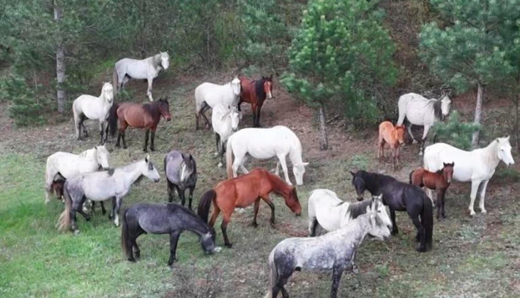 Yaban atı ailesi kameraya yansıdı