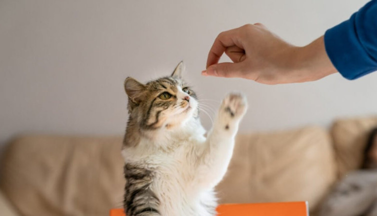 Evde kedileri eğitmenin yolları nelerdir?