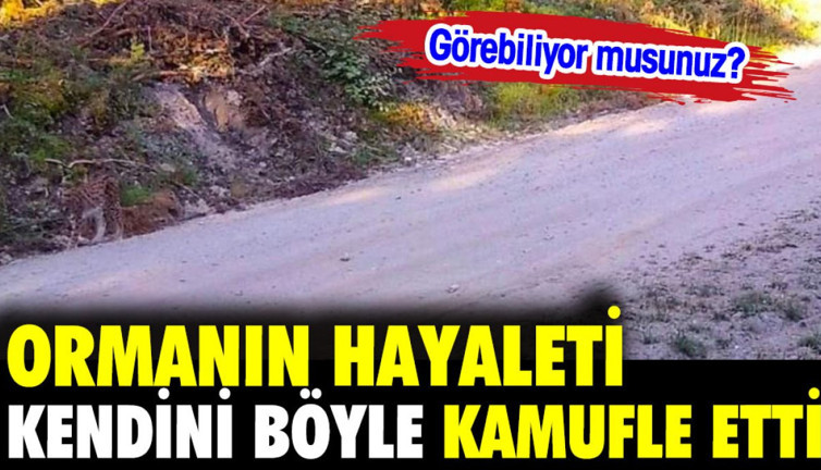 Ormanın hayaleti kendini böyle kamufle etti