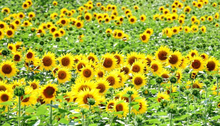 Ayçiçekleri açtı; tarlalar sarıya büründü