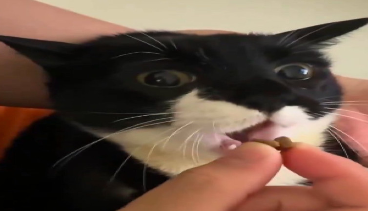 Poong: Felçli kedinin yürekleri ısıtan mücadelesi