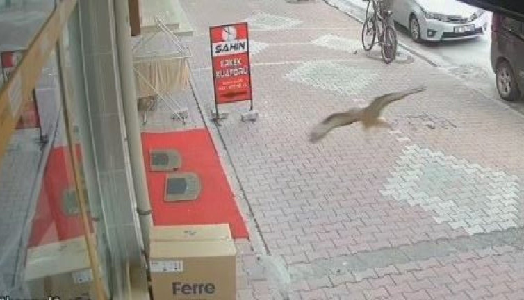 Camekana çarpan kuş bayıldı