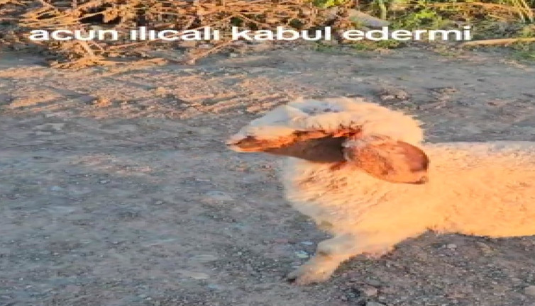 Eğitilmiş kuzu sahibinin komutlarına uyarak izleyenleri şaşırttı