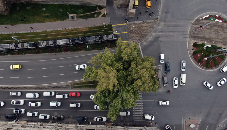 Kayseri'deki 350 yaşındaki Çınar