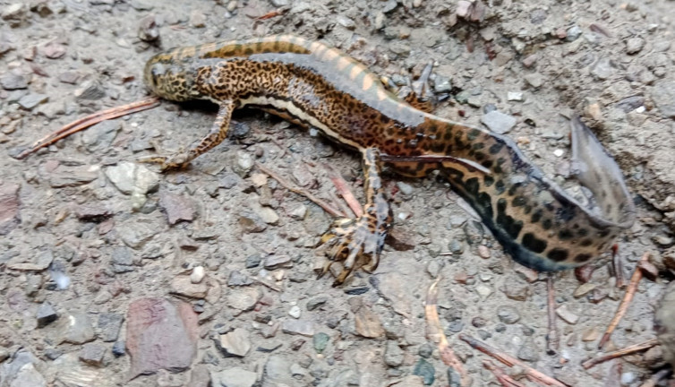 Anadolu şeritli semenderi görüntülendi