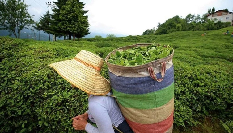 Rize'nin 4 aylık çay ihracatı belli oldu