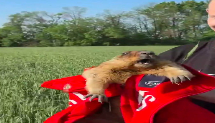 Kaçırıldığını sanan marmot yardım çığlıkları attı