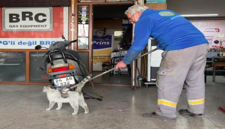 Oto tamircisinin sevimli maskotu 'Paşa' fırçalanma keyfiyle gündem oldu