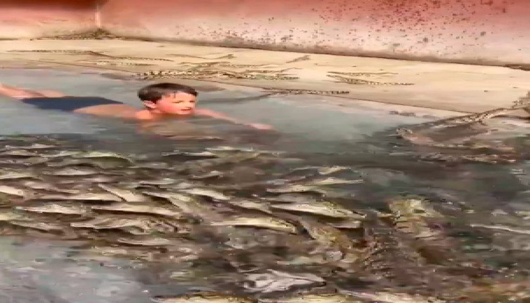 Yavru timsahlarla dolu havuzda korkusuzca yüzdü