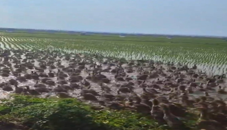 Ördeklerin pirinç tarlalarında verdiği böcek avı