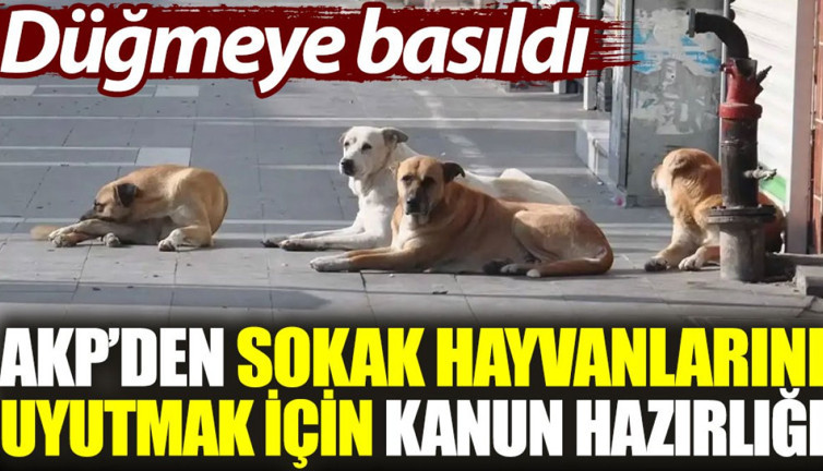AKP'den sokak hayvanlarını uyutmak için kanun hazırlığı. Düğmeye basıldı