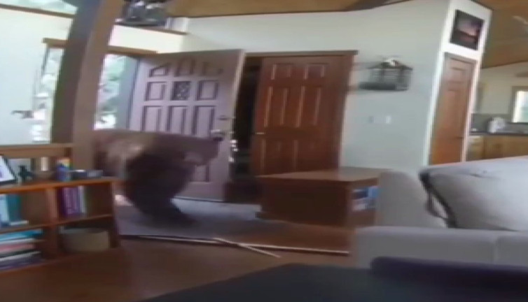 Aç kalan ayı evin kapısını kırdığı gibi yiyecek arayışına başladı
