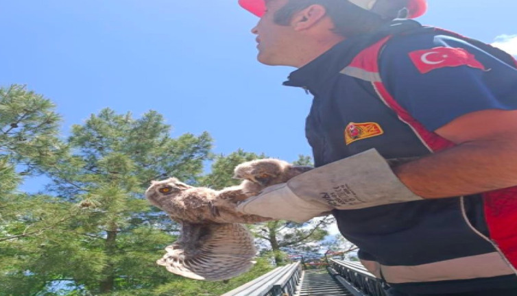 İtfaiye ekibinden yavru baykuş kurtarma operasyonu