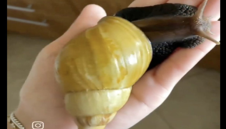 Evde baktığı dev Afrika salyangozunun bakım videosuyla viral oldu