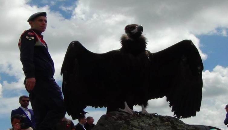 Doğaya bırakılan akbaba özgürlük pozu verdi