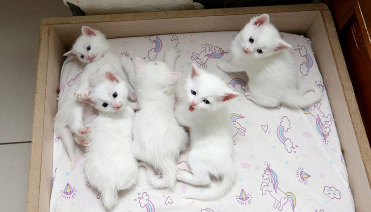 Koruma altındaki Van kedilerinden 70 yavru