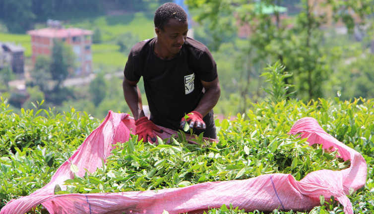 Senegalli çay işçileri sınır dışı edilecek. Günlük kazançları dudak uçuklatıyor
