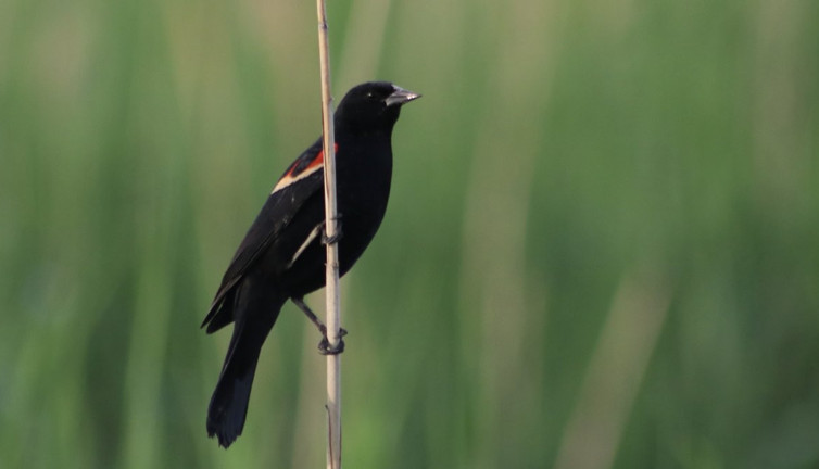 Yürüyüş yolundaki kuşlar böyle görüntülendi