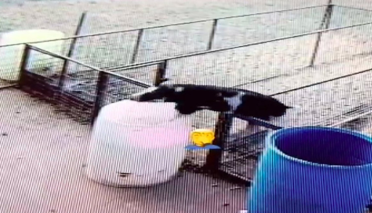 Çitlerden atlayan domuz su dolu varilde boğulma tehlikesi geçirdi