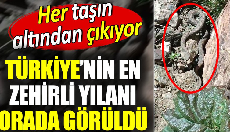 Türkiye’nin en zehirli yılanı orada görüldü. Her taşın altından çıkıyor