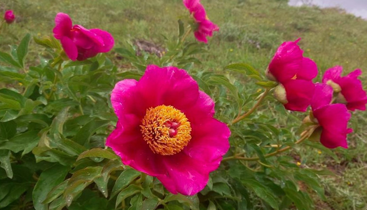 20 günlük ömrü olan şakayıklar görsel şölen oluşturdu