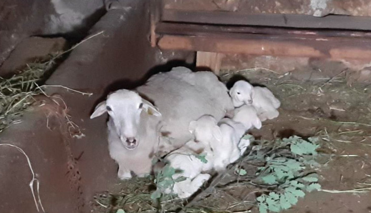 Tek seferde beşiz doğuran koyun hayrete düşürdü