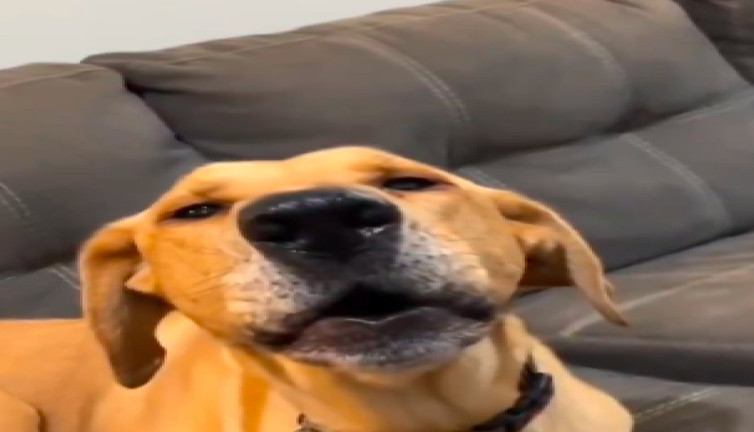 Animasyon filmiyle birlikte uluyan köpek izleyenleri güldürdü