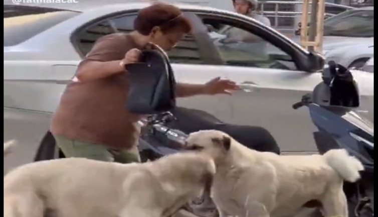 Kavga eden iki büyük köpeğin arasına girip ayırmaya çalışan kadın