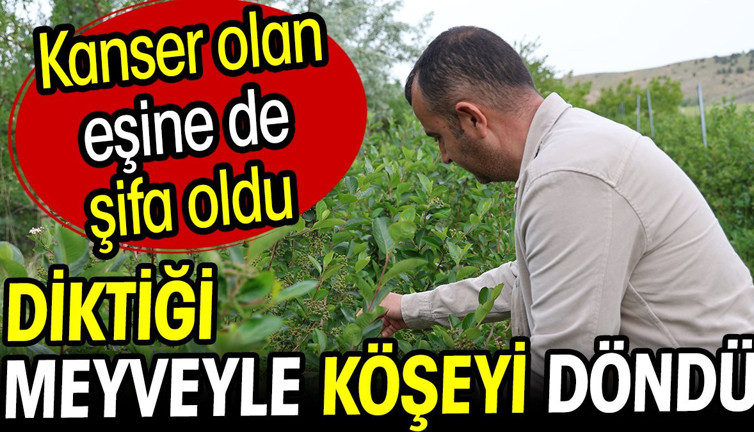 Çiftçi diktiği meyveyle köşeyi döndü! Kanser olan eşine de şifa oldu