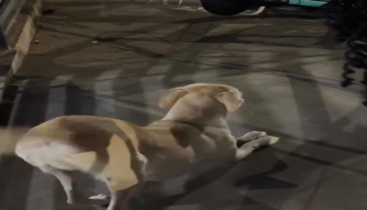 Sahibini gören köpeğin sevinci göz doldurdu