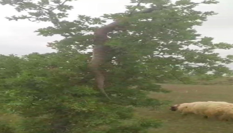 3 metrelik dev yılan görenleri dehşete düşürdü