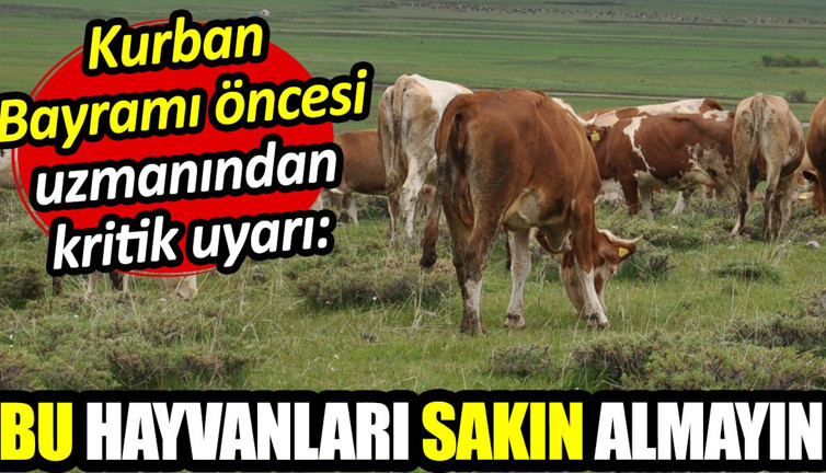 Kurban Bayramı öncesi uzmanından kritik uyarı: Bu hayvanları sakın almayın