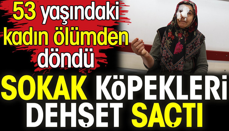 Sokak köpekleri dehşet saçtı. 53 yaşındaki kadın ölümden döndü