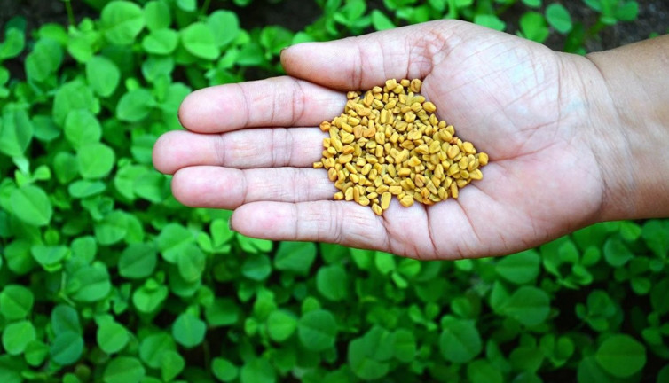 Doğanın mucizevi hediyesi çemen otu şifa saçıyor. Uzmanlar faydalarını tek tek saydı
