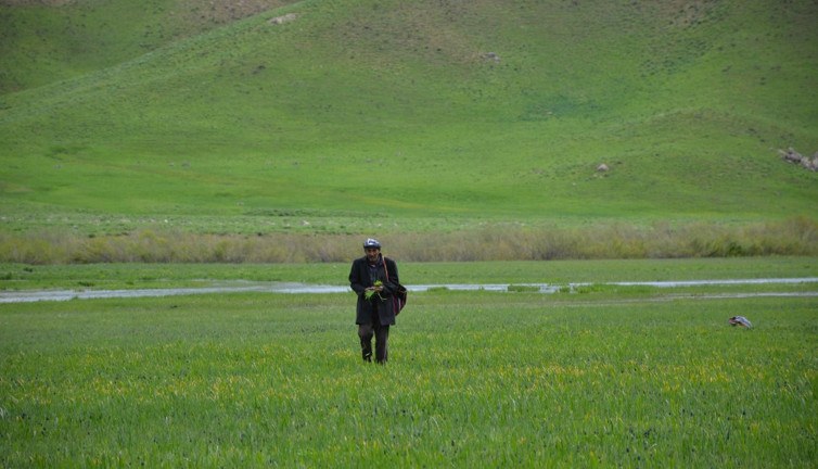 Kendiliğinden yetişiyor kilosu 100 TL'ye satılıyor. Çok büyük talep var