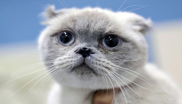 Scottish cinsi kediye burun estetiği yapıldı