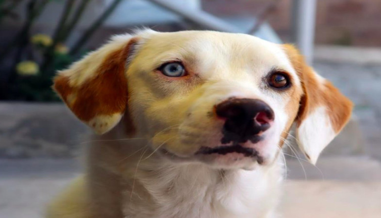 Göz renkleri farklı olan köpek mahallenin maskotu oldu "Van köpeği"