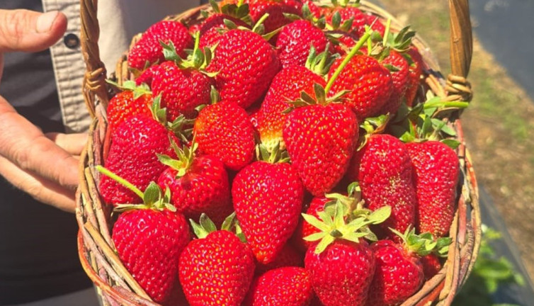 Çilekler seç-al sloganıyla satılıyor! Çevre illerden gelen bile var