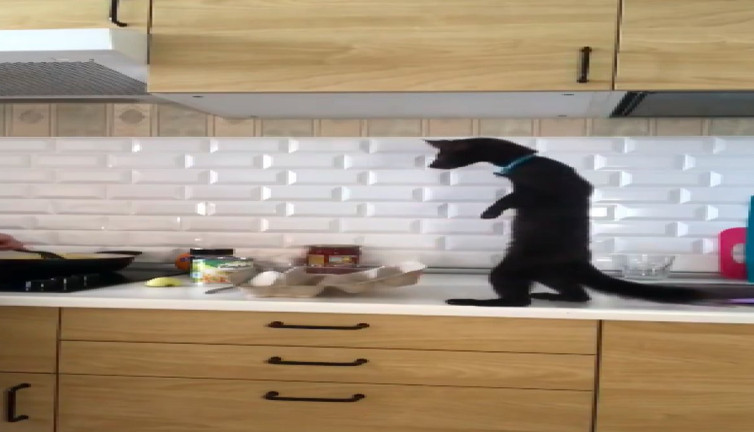 Evcil samurun yumurta merakı sosyal medyayı salladı!