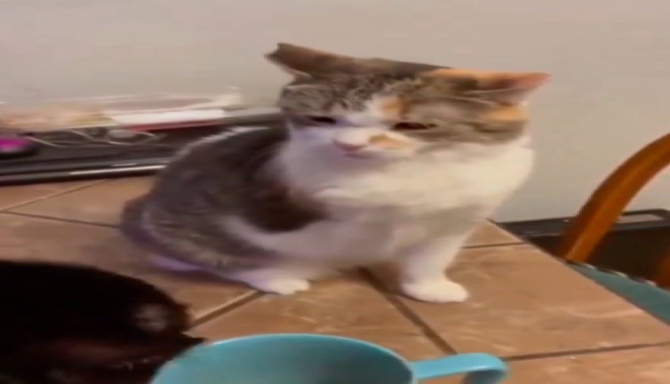 Ampute edilen patisiyle arkadaşını dövmeye çalışan kedi güldürdü