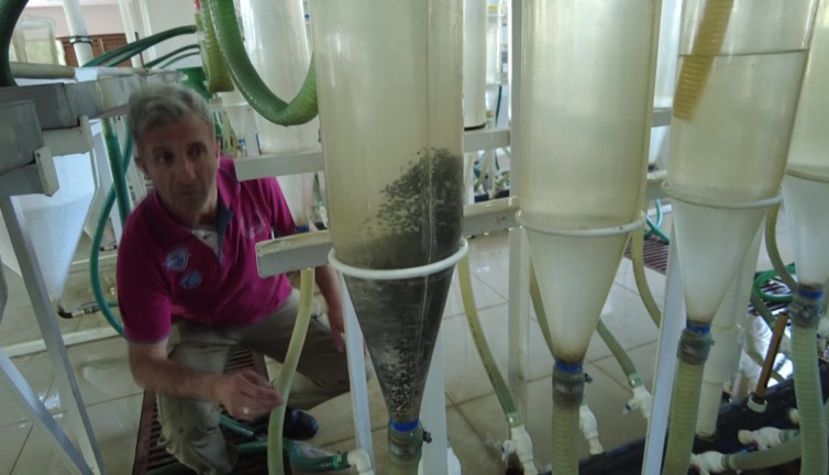 Açık yaraları iyileştiriyor cinsellik sorununu bitiriyor. Siyah incinin kilosu 80 bin TL