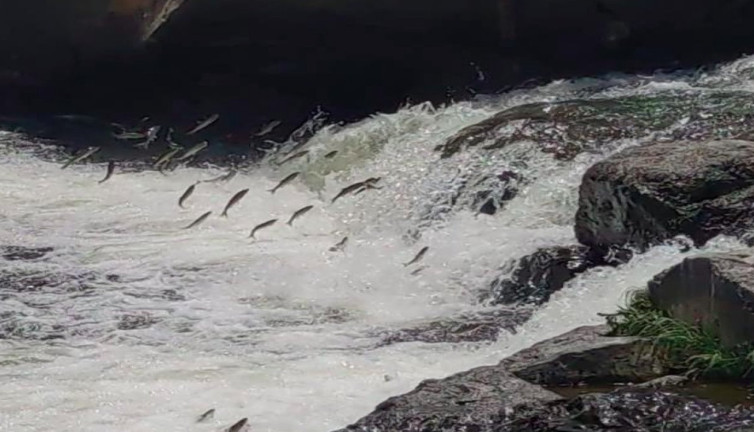 Uçan balıklar Van Gölü'nde görsel şölen sunuyor