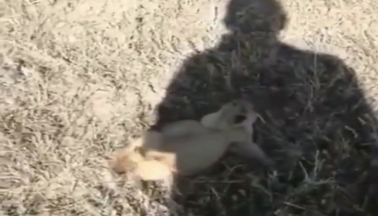 Kendisini kovalayan kişiden kaçan çayır köpeğinin güldüren çığlığı