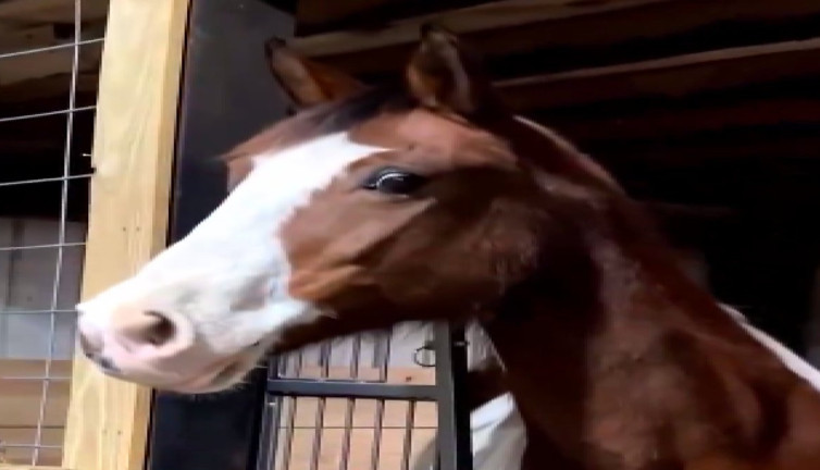 İlk defa zebra gören atın şaşkınlığı güldürdü